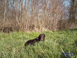 badu in het gras